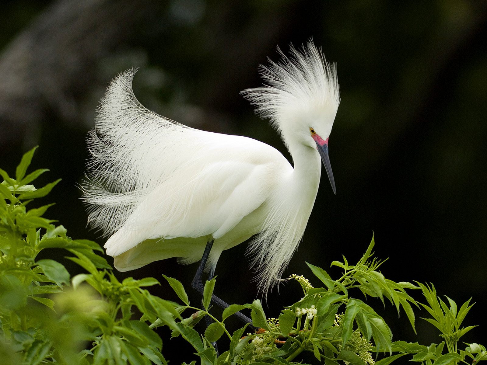 Snowy Egret in Breeding Plumage6565119725